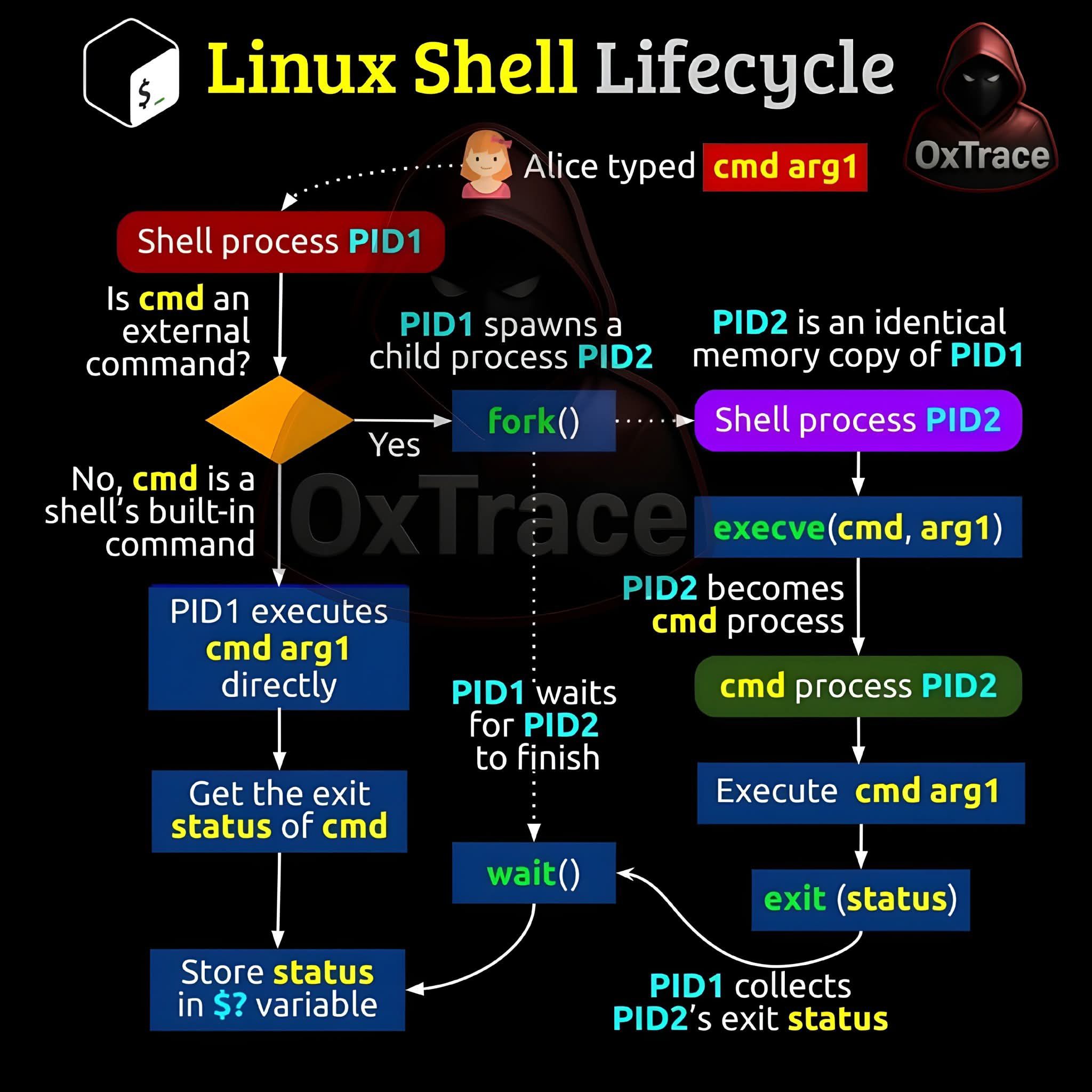 CodeHub - Linux Shell Lifecycle — Visual Breakdown 🐧💻... | Facebook