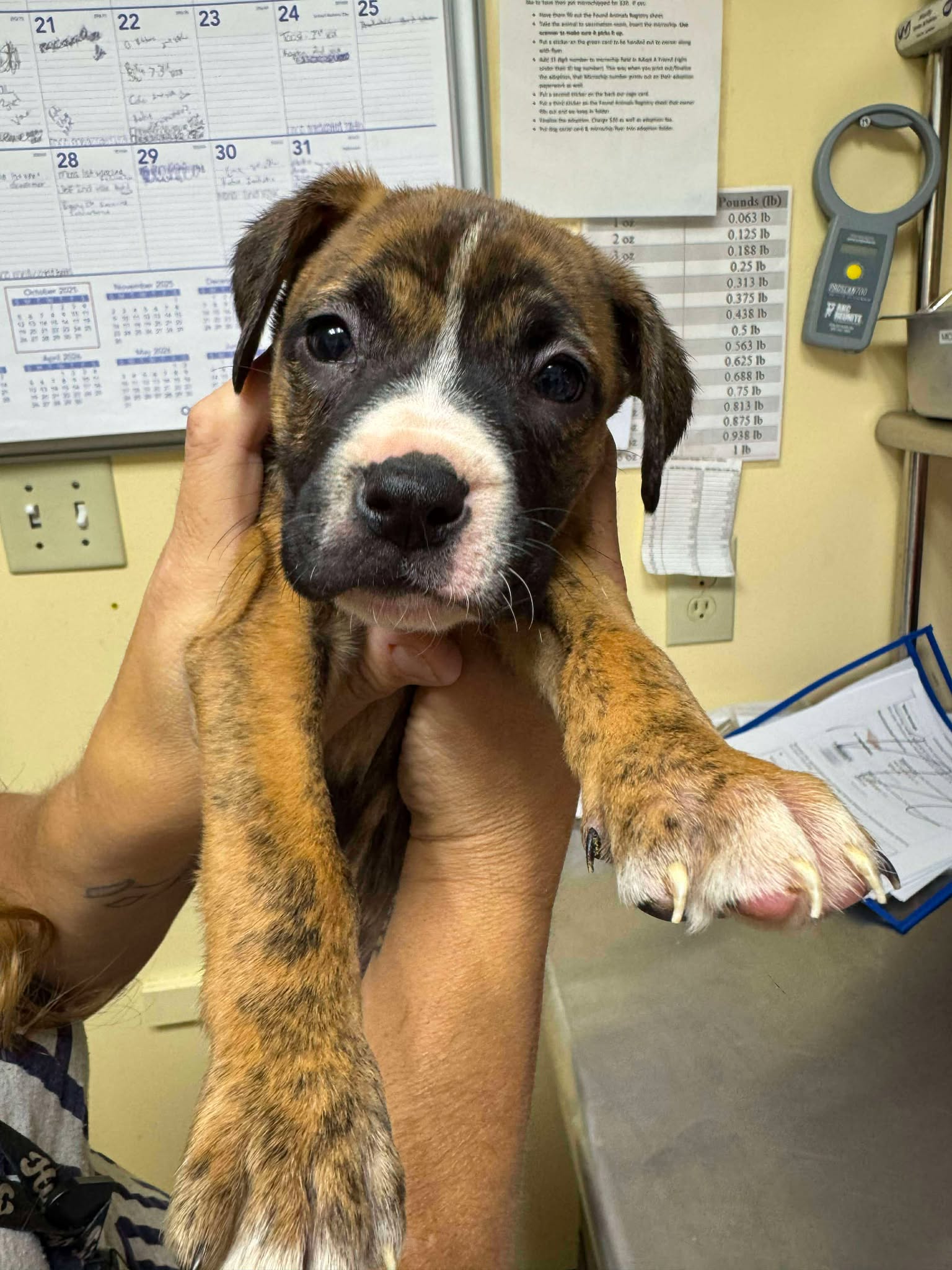 Humane - ***ADOPTED*** Pea *We believe their breed is boxer/bully mix ...