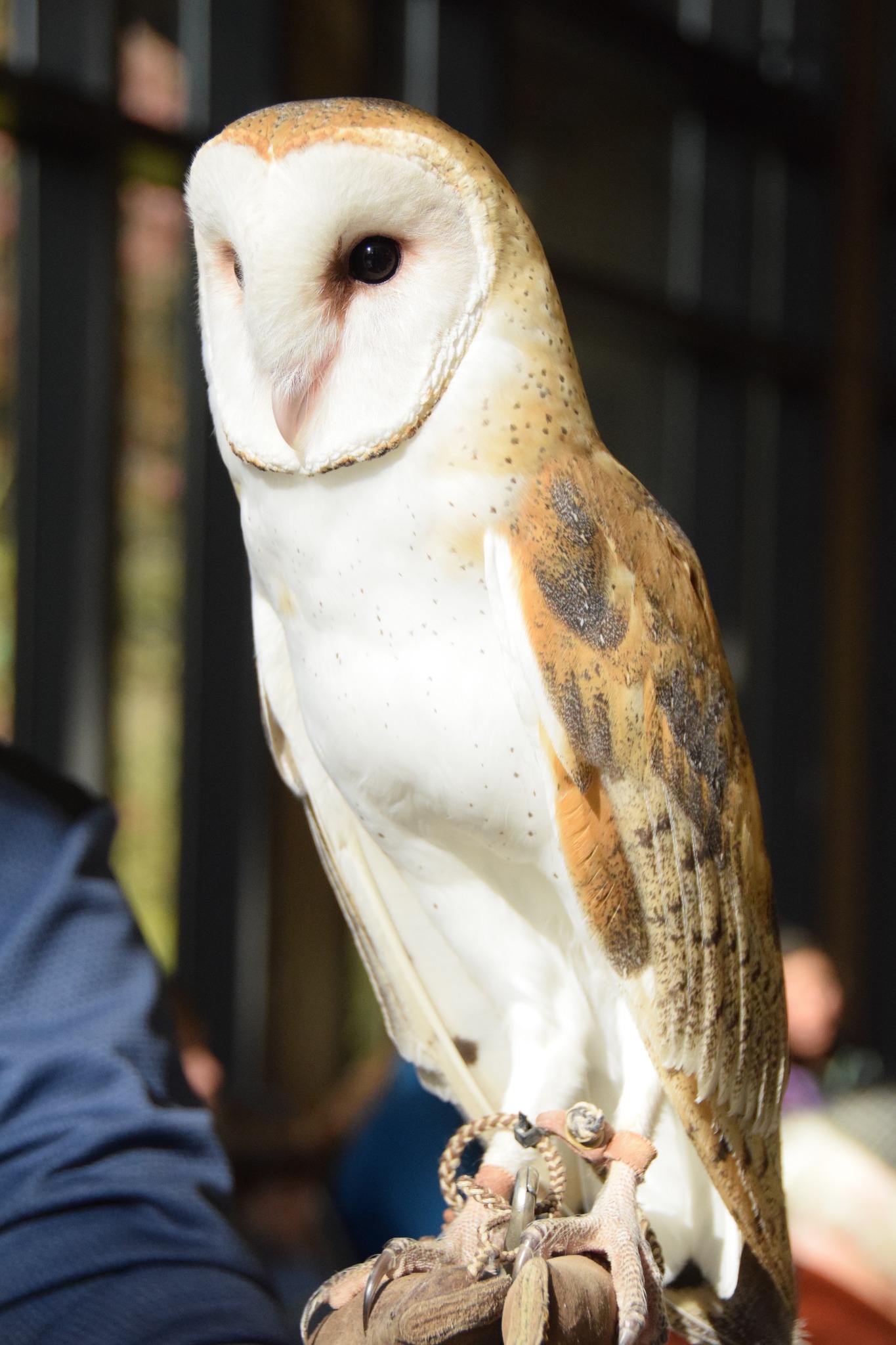 🦉 We had an... - Tennessee Citizens for Wilderness Planning | Facebook