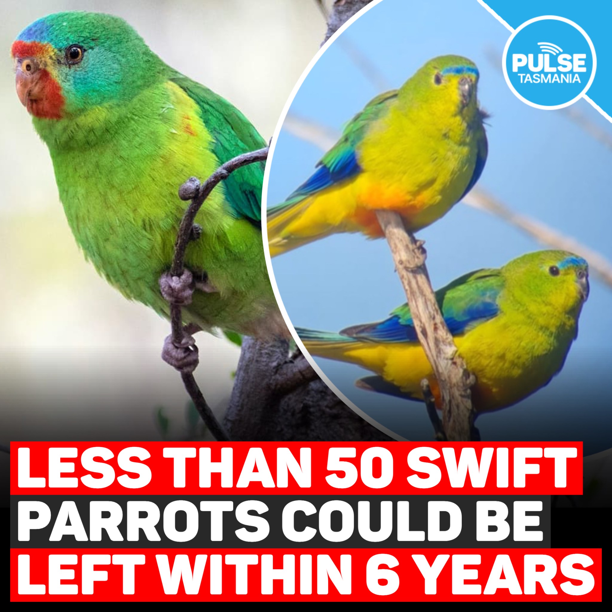 Pulse - More than a quarter of the breeding range for one of the world ...