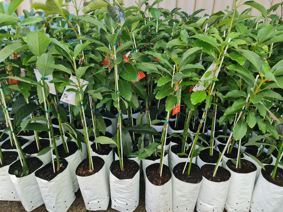In Stock Now: GIANT JALA AVOCADO... - Leeming Fruit Trees | Facebook
