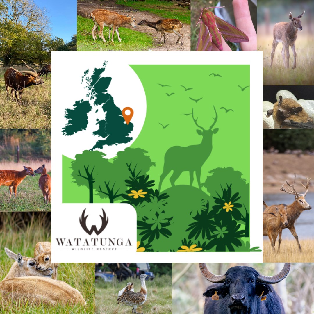 Watatunga - Exciting News! 🥳🦌 We’re thrilled to share that Watatunga ...