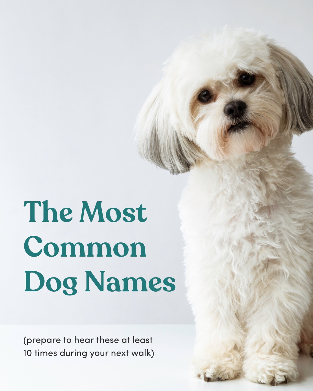 Mad Paws - Curious which dog names Aussies are obsessed... | Facebook