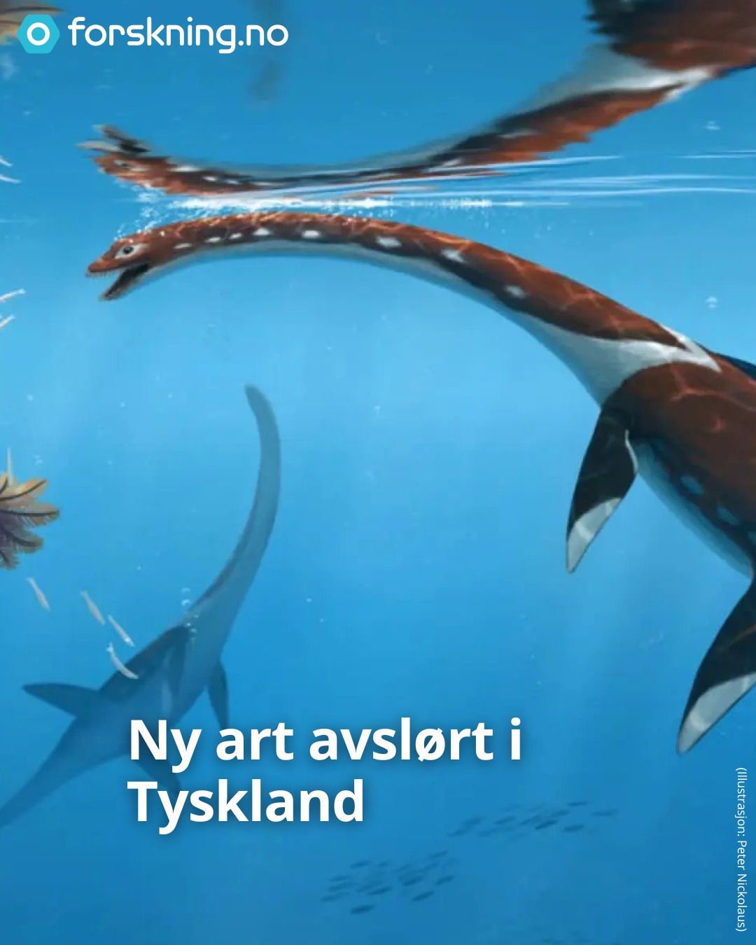 forskning.no - Skjelettet har vært i så god stand at man har kunnet ...