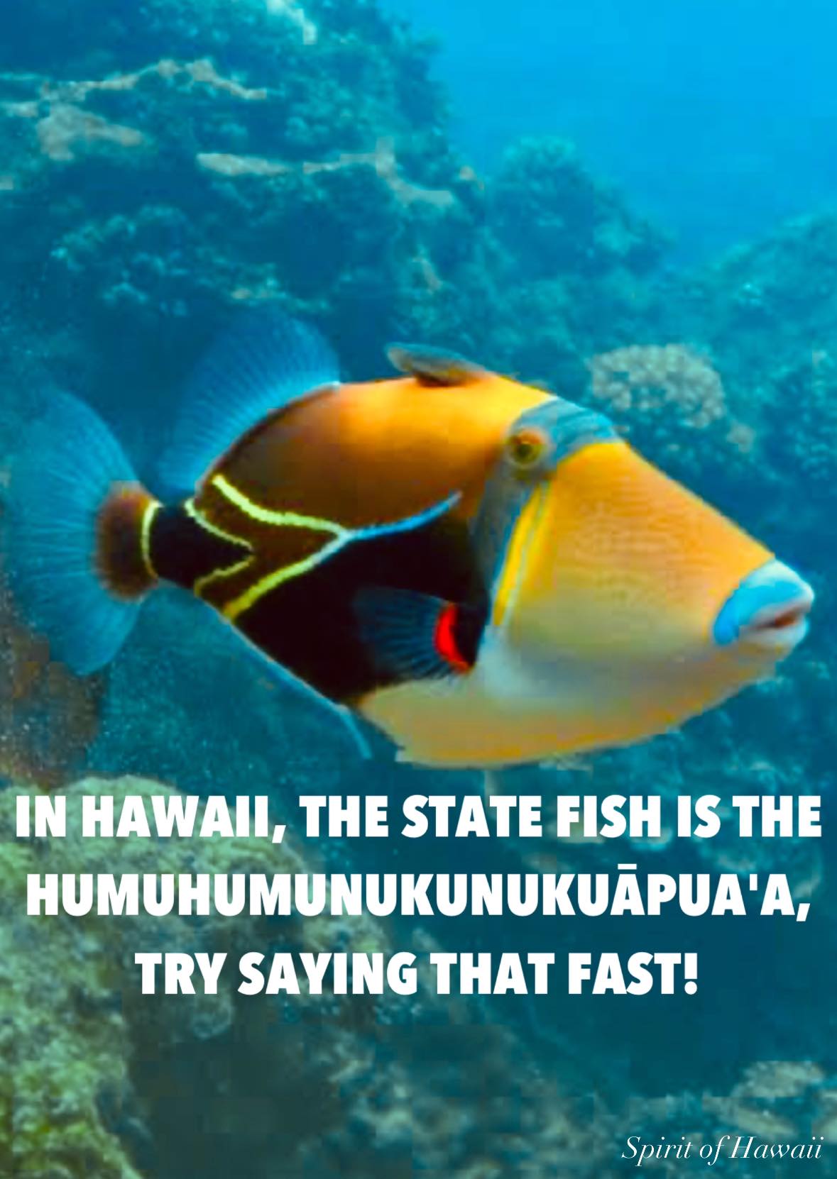 Did you know? Hawaii’s state fish is... - Spirit of Hawaii | Facebook
