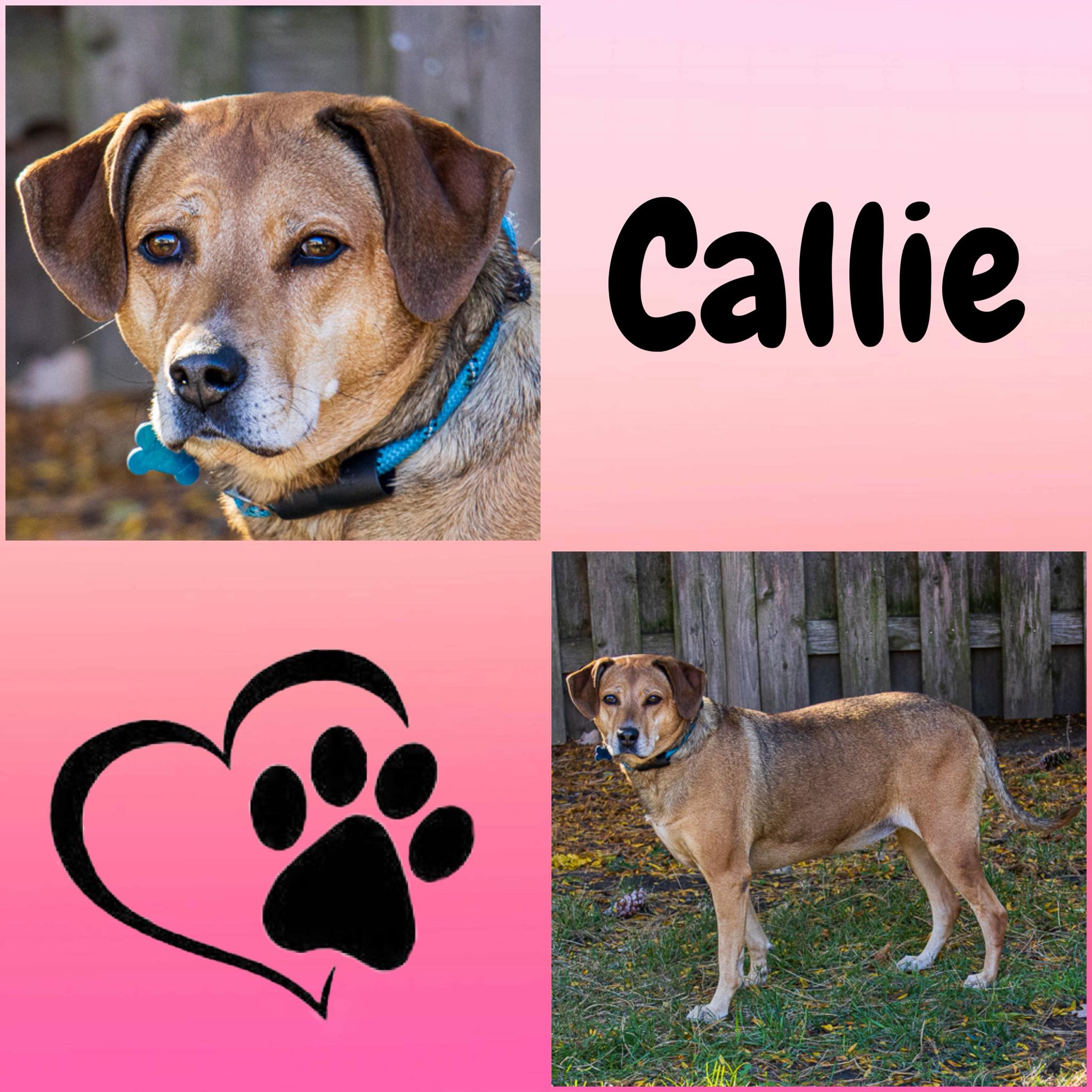 The Buddy - Say hello to Callie! Callie is a female beagle mix, who is ...