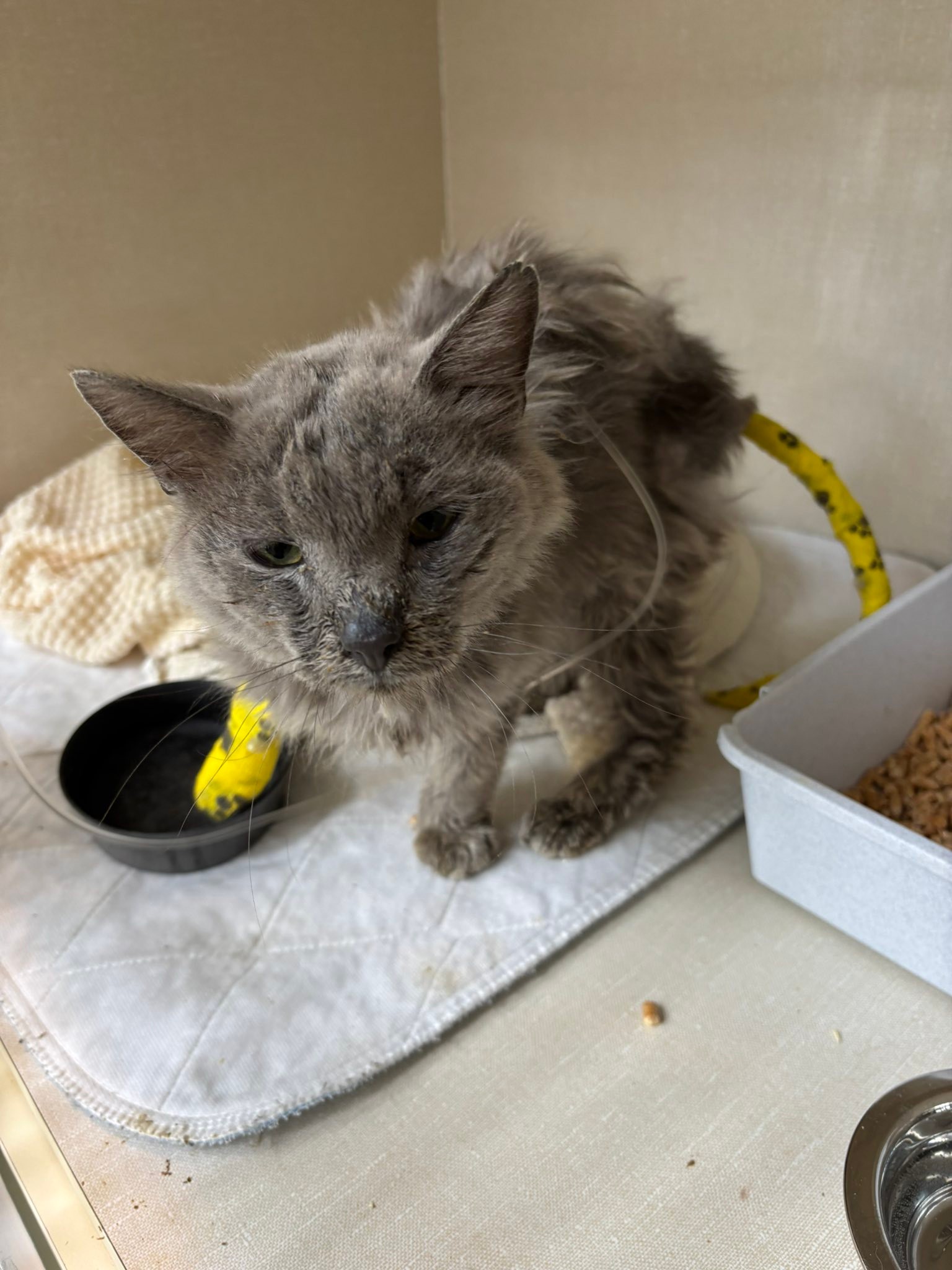 Last Chance Cat Ranch... - Last Chance Cat Ranch Lethbridge