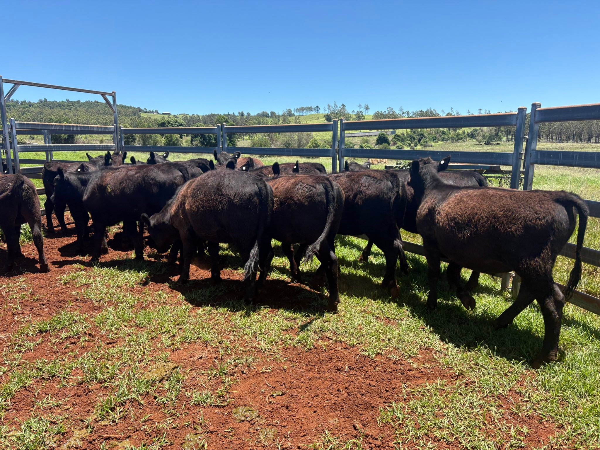Ruby Ridge Angus | Kingaroy QLD