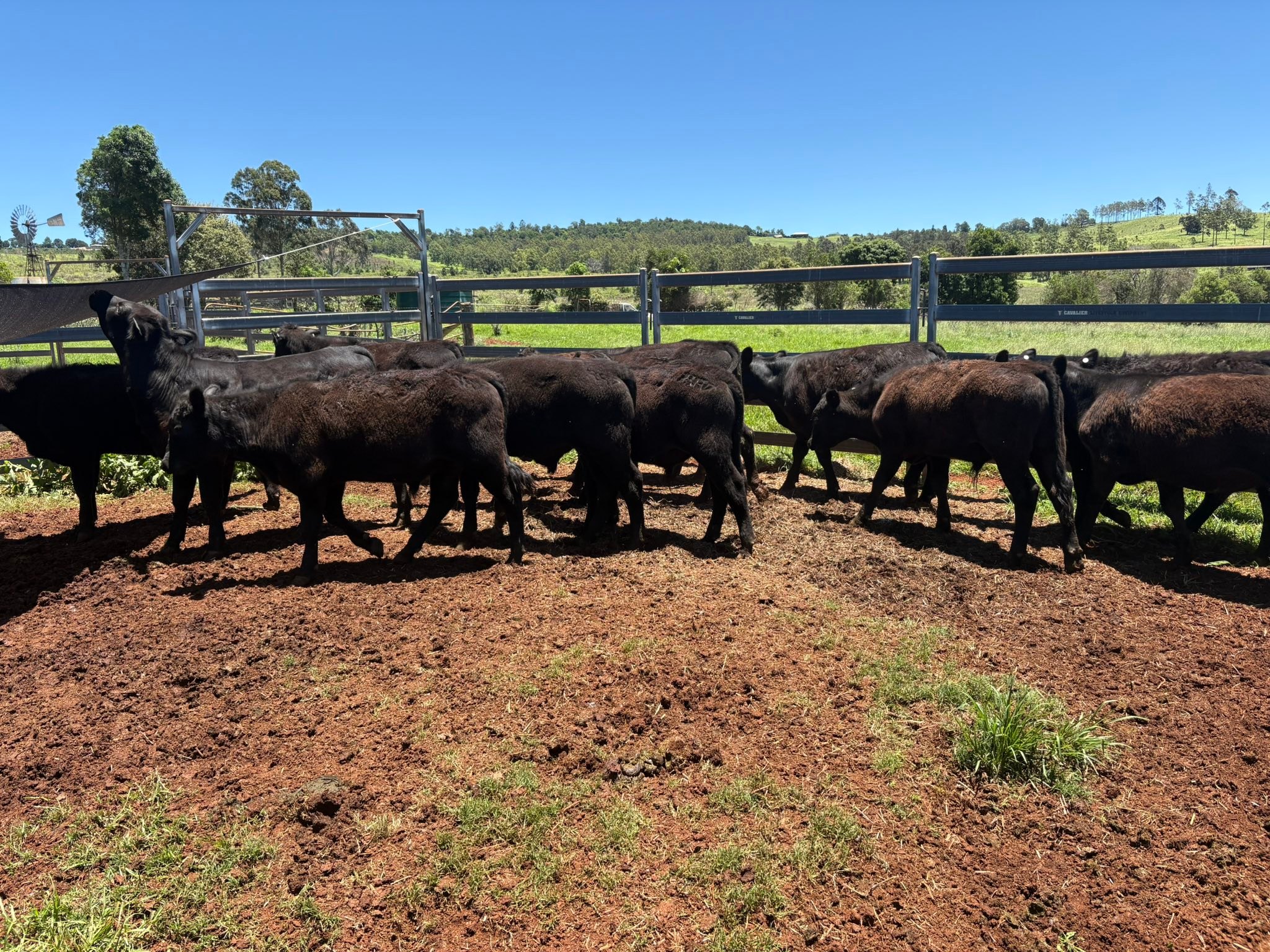 Ruby Ridge Angus | Kingaroy QLD