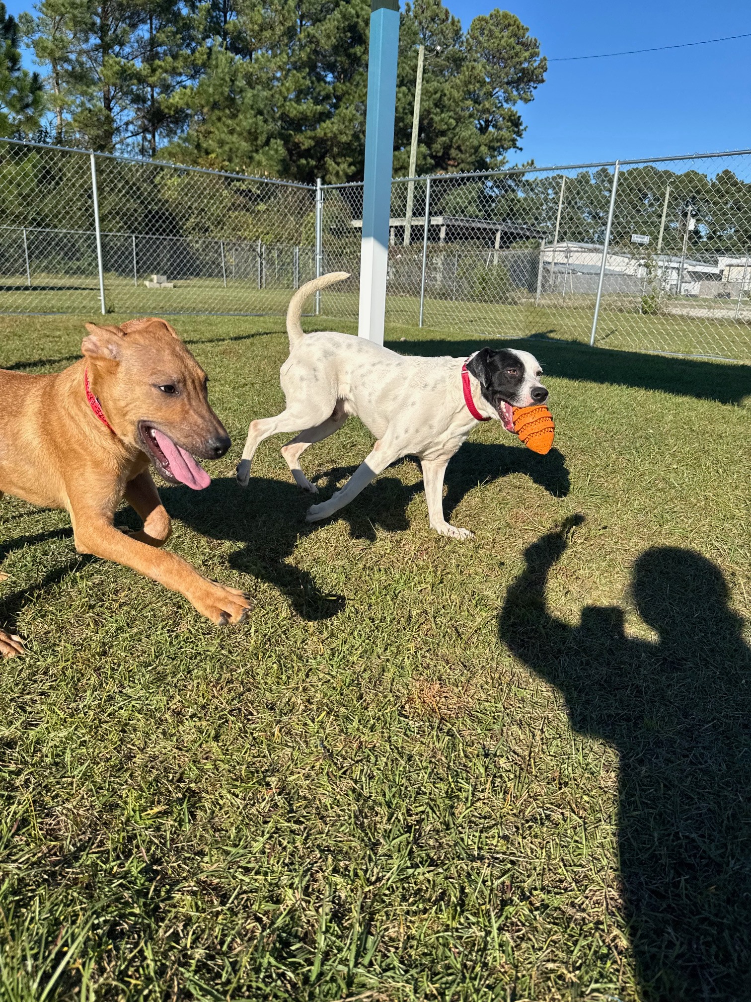 Adoption First Animal... - Adoption First Animal Rescue