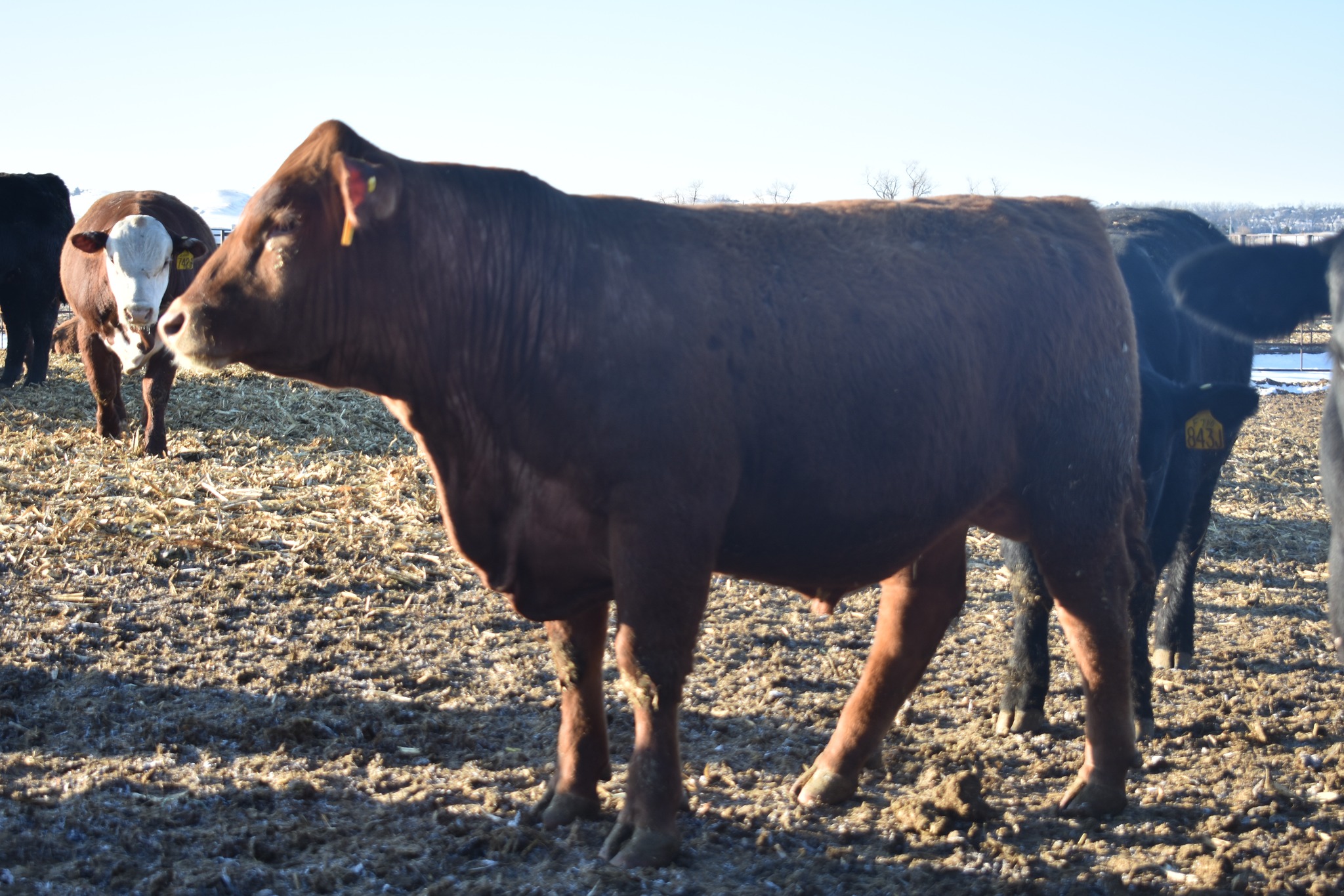 Redd Ranches - The bulls you’ll see on sale day are Redd... | Facebook