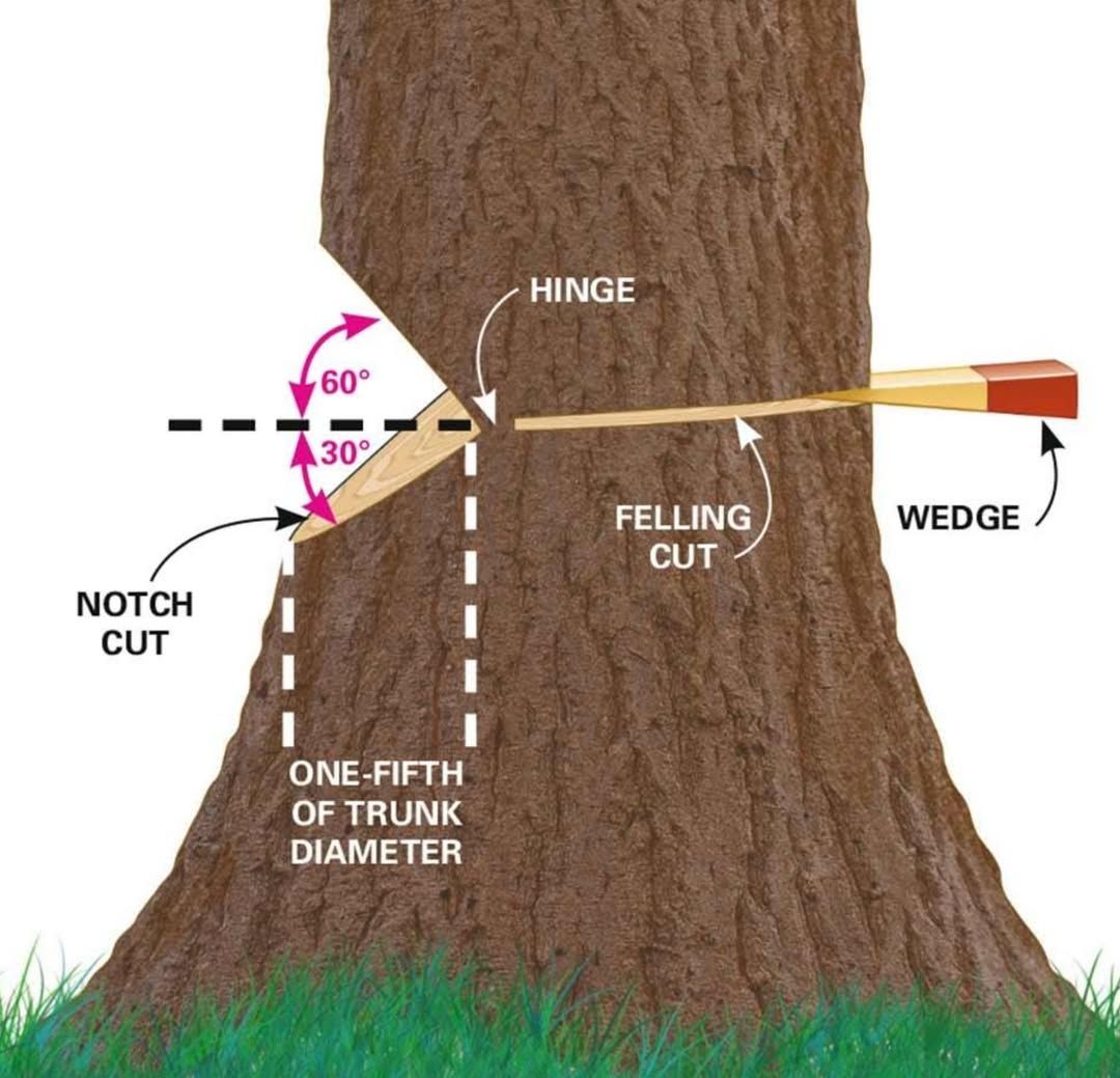 Family - Here's How to Safely Cut Down a Tree | Read more at the link ...