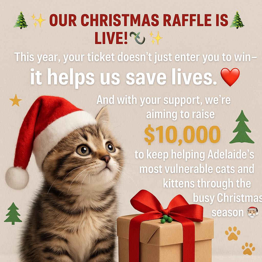 🎄 Our Christmas Raffle is... - Adelaide Kitten Rescue Inc. | Facebook