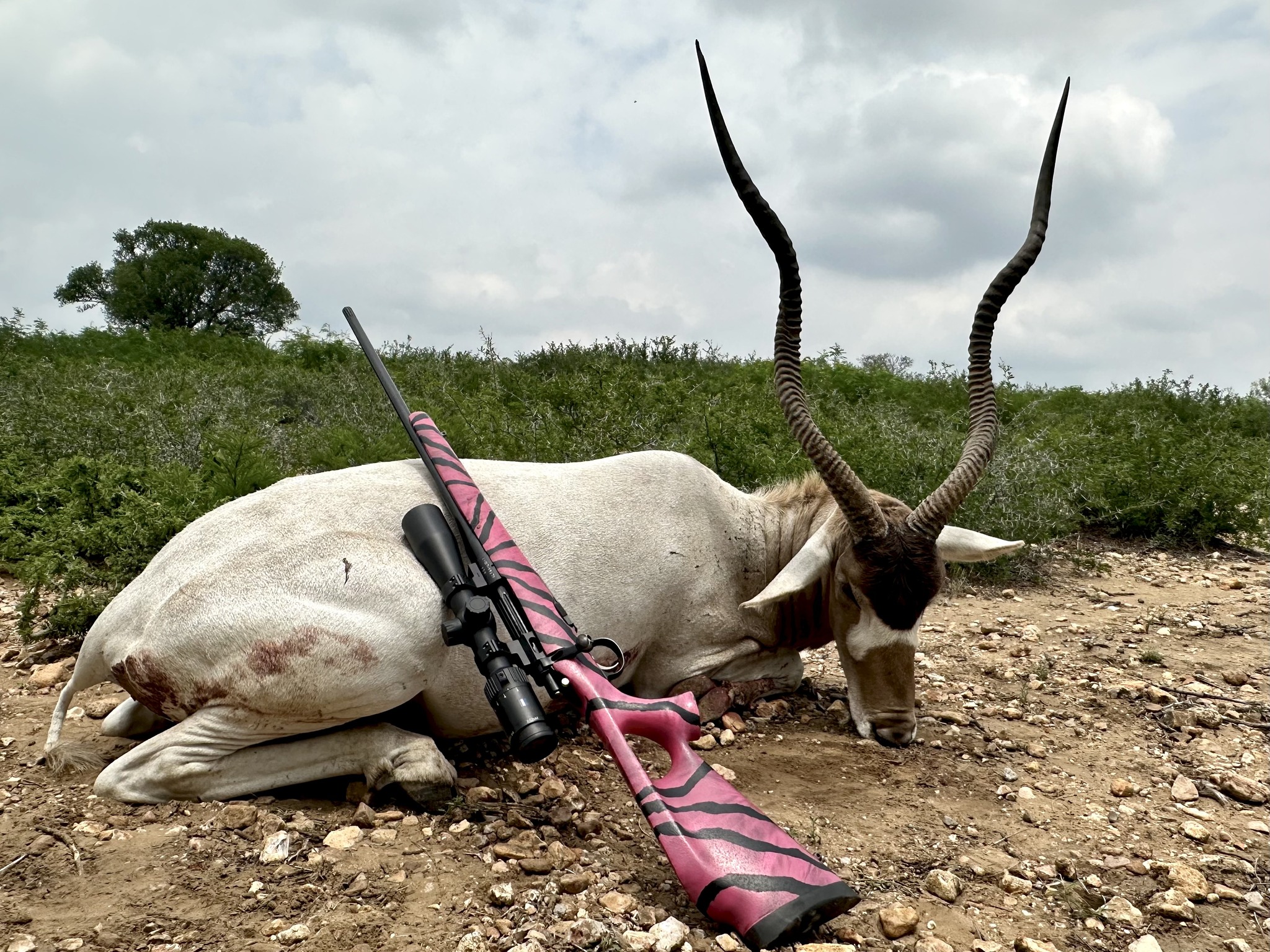 One of the most unique antelope you can find, with their long
