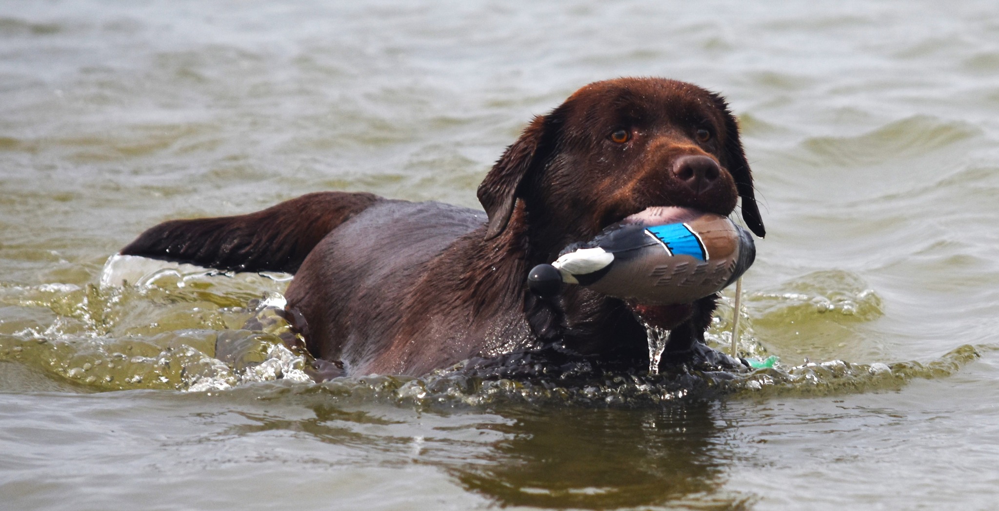 The joy of watching... - Blue Ridge Lane Labrador Retrievers | Facebook