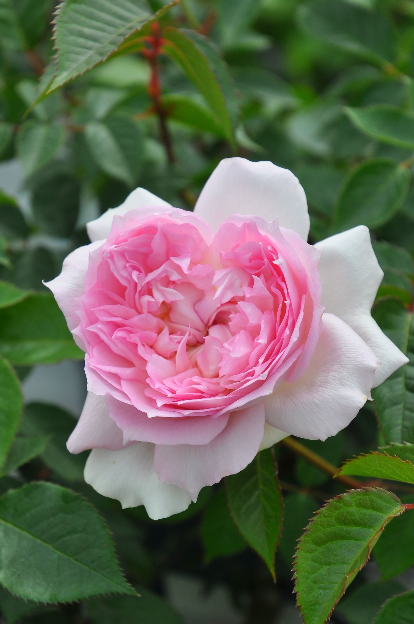バラの家 - アジュール Ajourée 白に中心がピンクの花色 先端がツンととがる花弁にボタンアイが個性的なロゼット咲きの中輪花 甘く上品な ...