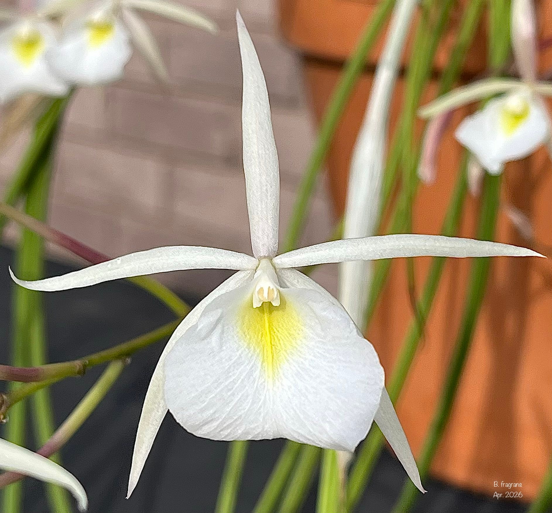 Fragrant Brassavola fragrans orchid thrives in 8