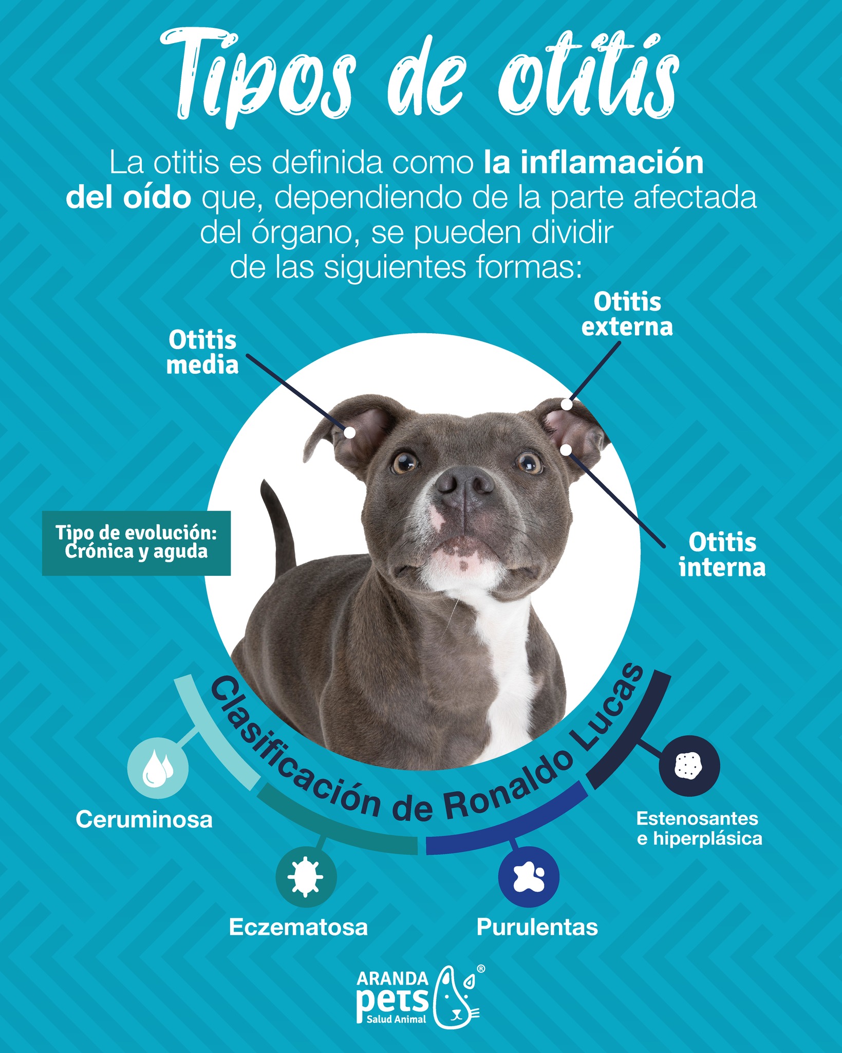 Aranda Pets - ¿Por qué es tan importante identificar el... | Facebook