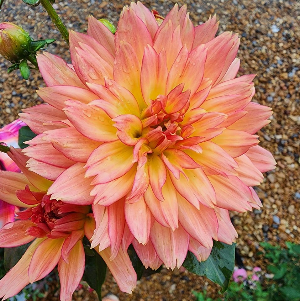 Brackman's Stepping Stone Rock & Garden Center, LLC | Facebook