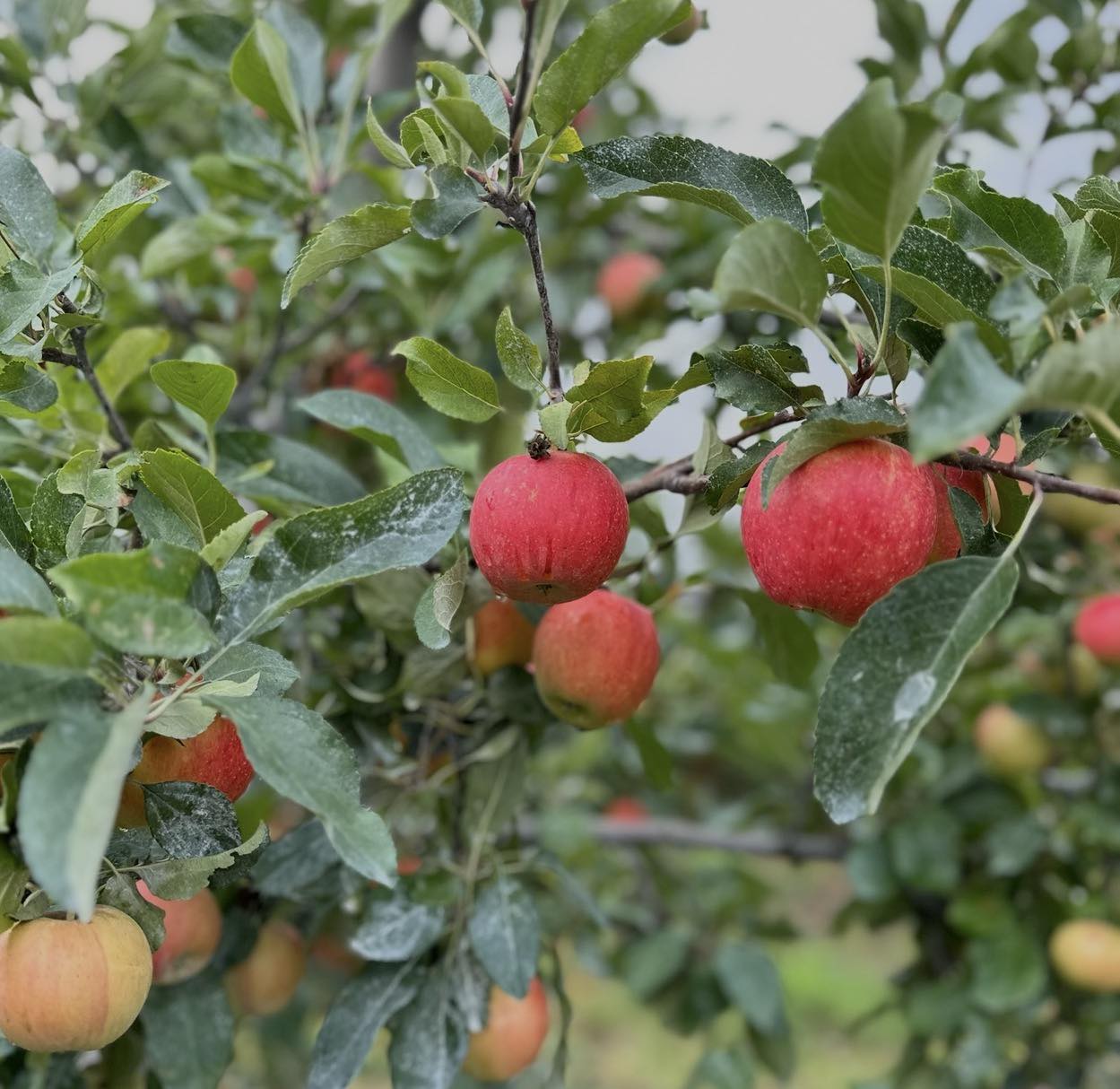 Rogue - Apple season is here and we're all about simple, budget ...