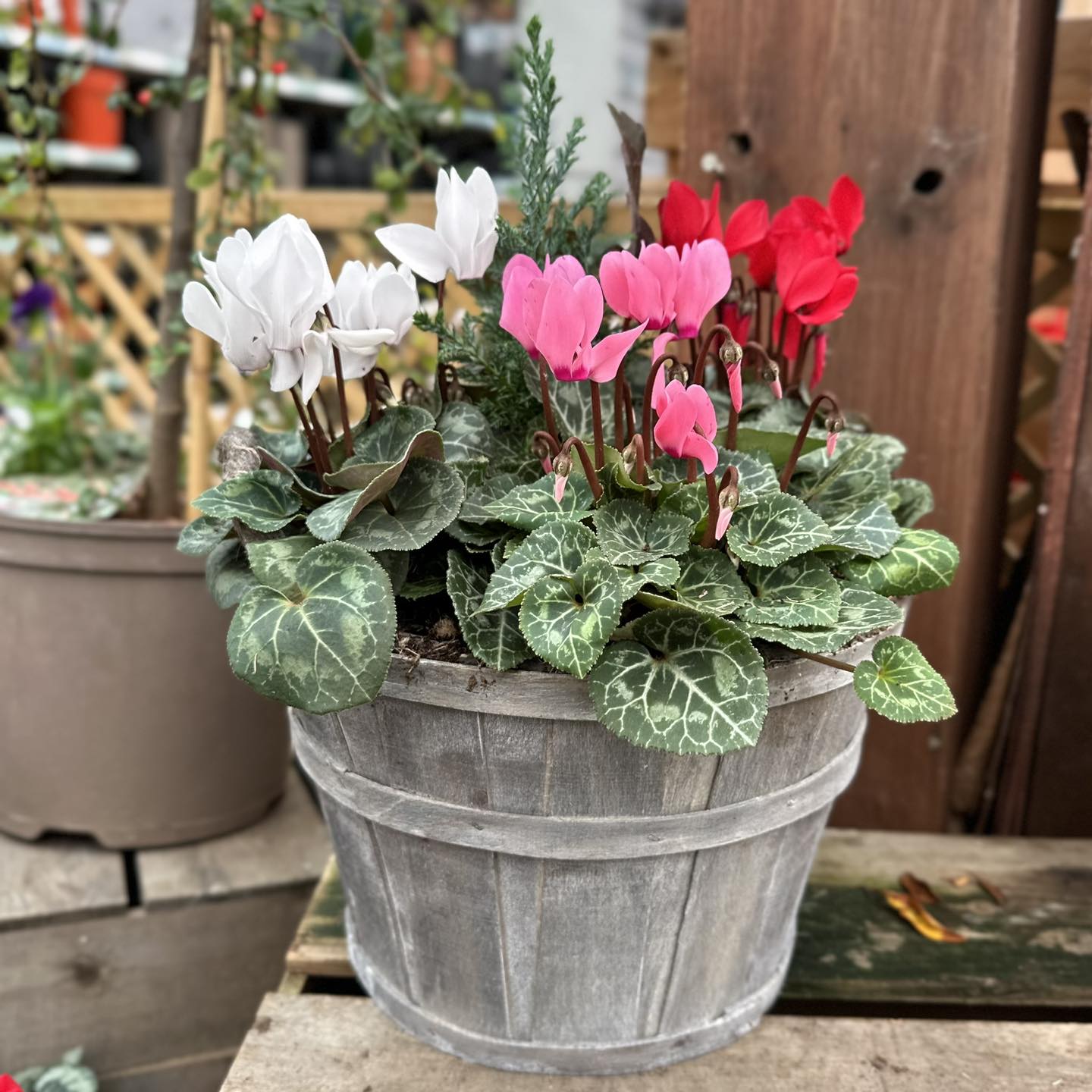 A huge... - Gordon Rigg Garden, Home & Leisure Todmorden | Facebook