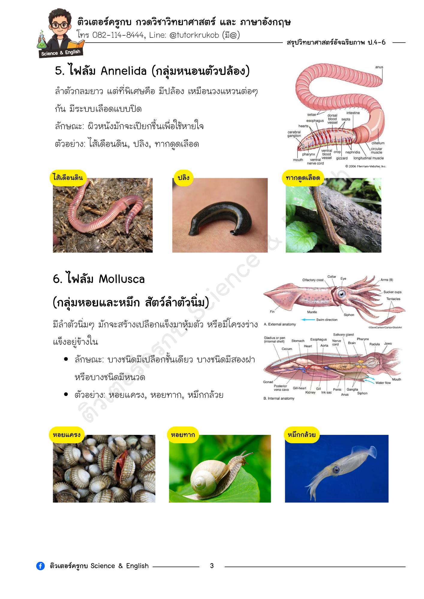 ติวเตอร์ครูกบ Science & English