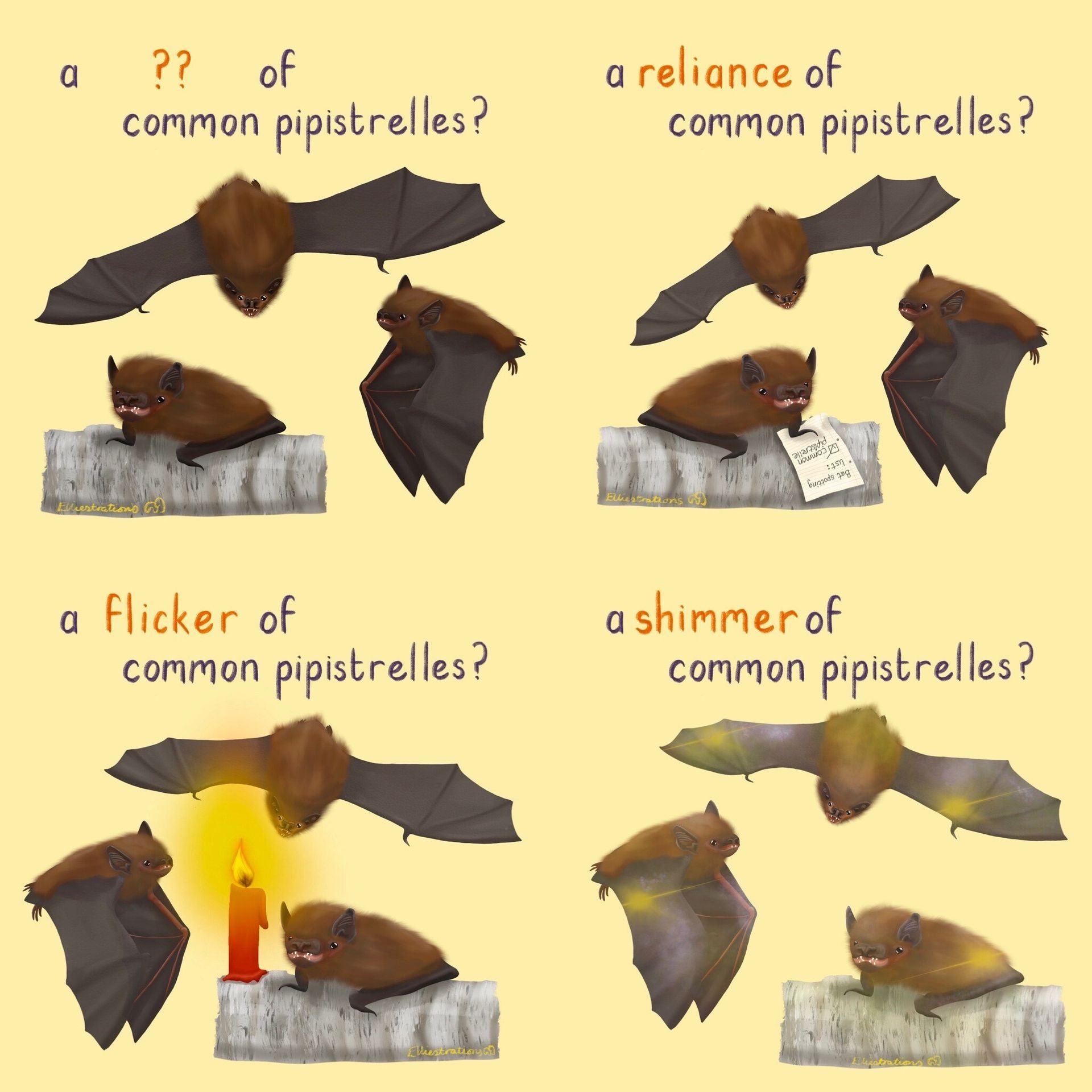 A group of bats can be called a... - Bat Conservation Trust | Facebook