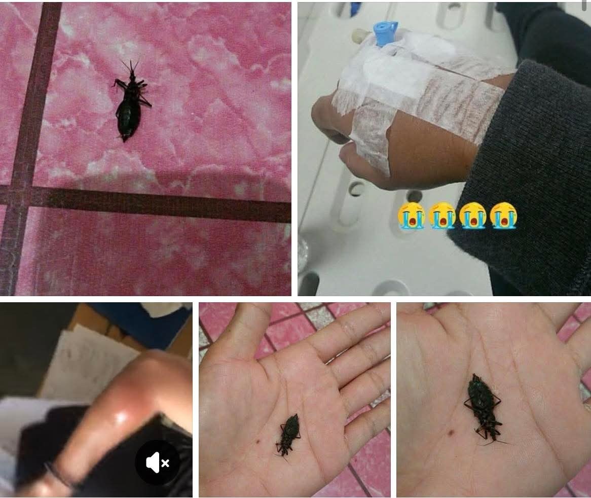 Leonora - MAG INGAT SA GANTONG INSEKTO Grabe! Mag ingat po tayo sa ...