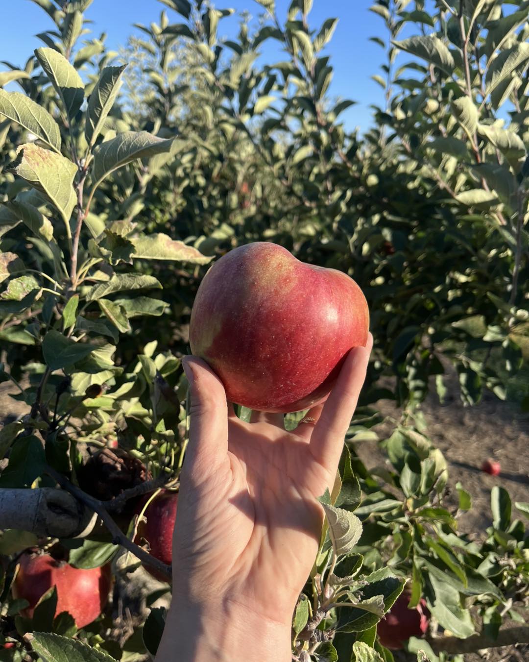 🍏🍎 🥧 Our farm store is open today... - Hausman's Fruit Farm | Facebook