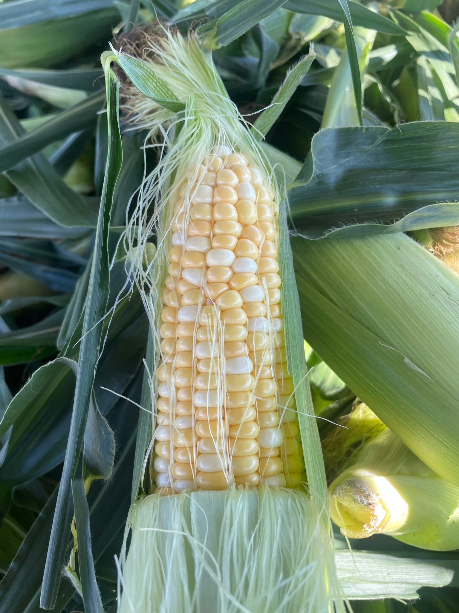 4-L Family Farms