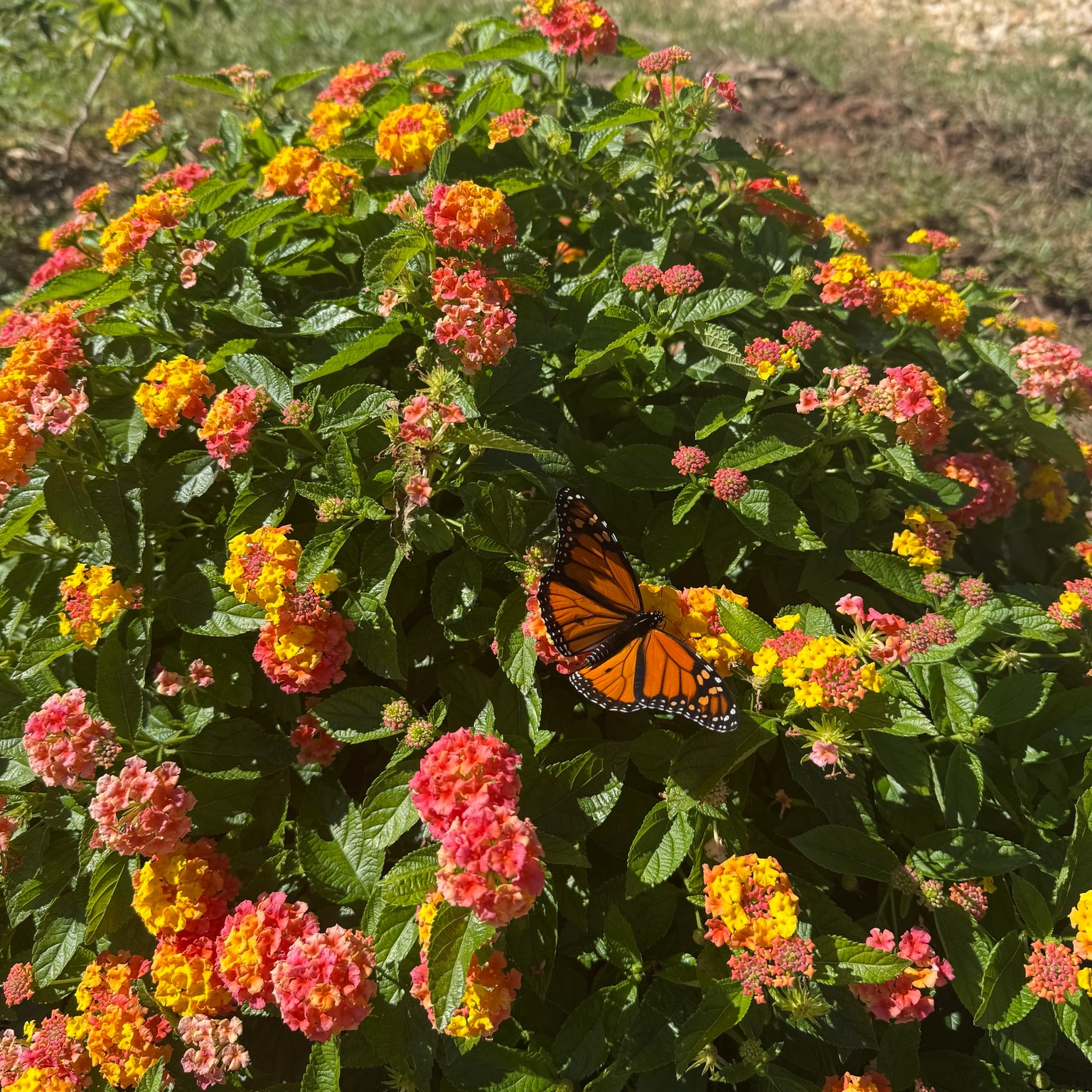 Rutherford - Our pollinator garden has welcomed a multitude of Monarch ...