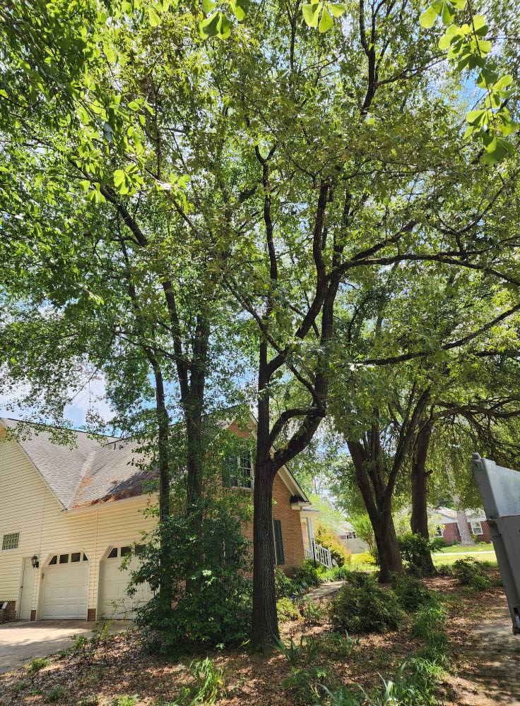 B & B Tree Service | Summerville SC