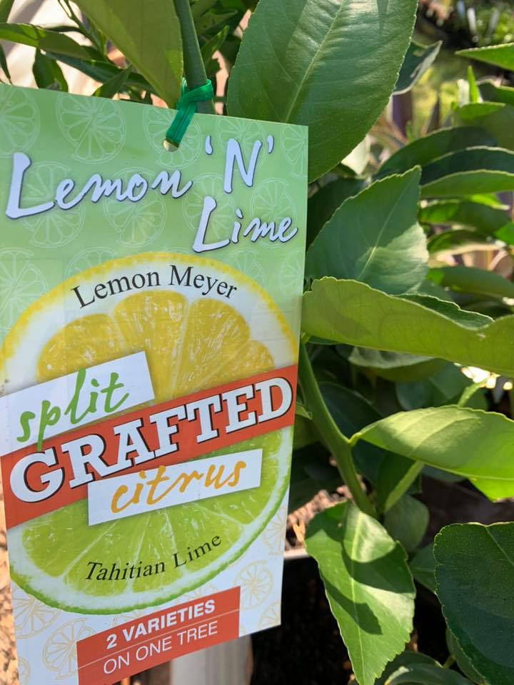 New Split Grafted Citrus in... - Blue Water Garden Centre