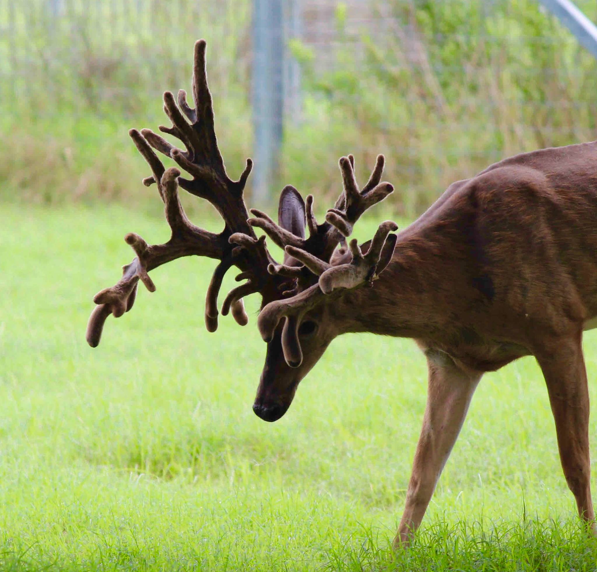 Cooperwhitetails | Rayville LA