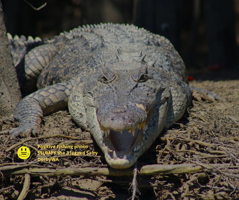 Positive - My new favourite Crocodile ''STUMPY