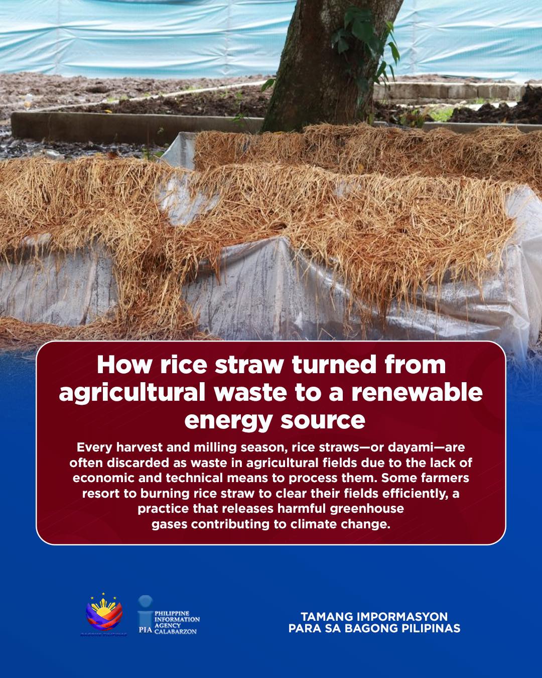 PIA CALABARZON - Every harvest and milling season, rice... | Facebook
