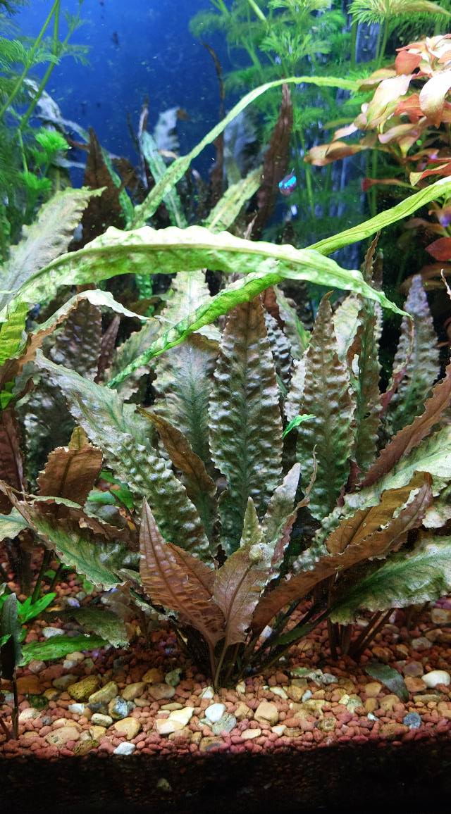 Cryptocoryne Striolata Tiger Putusibau Full submersed #AquaLush