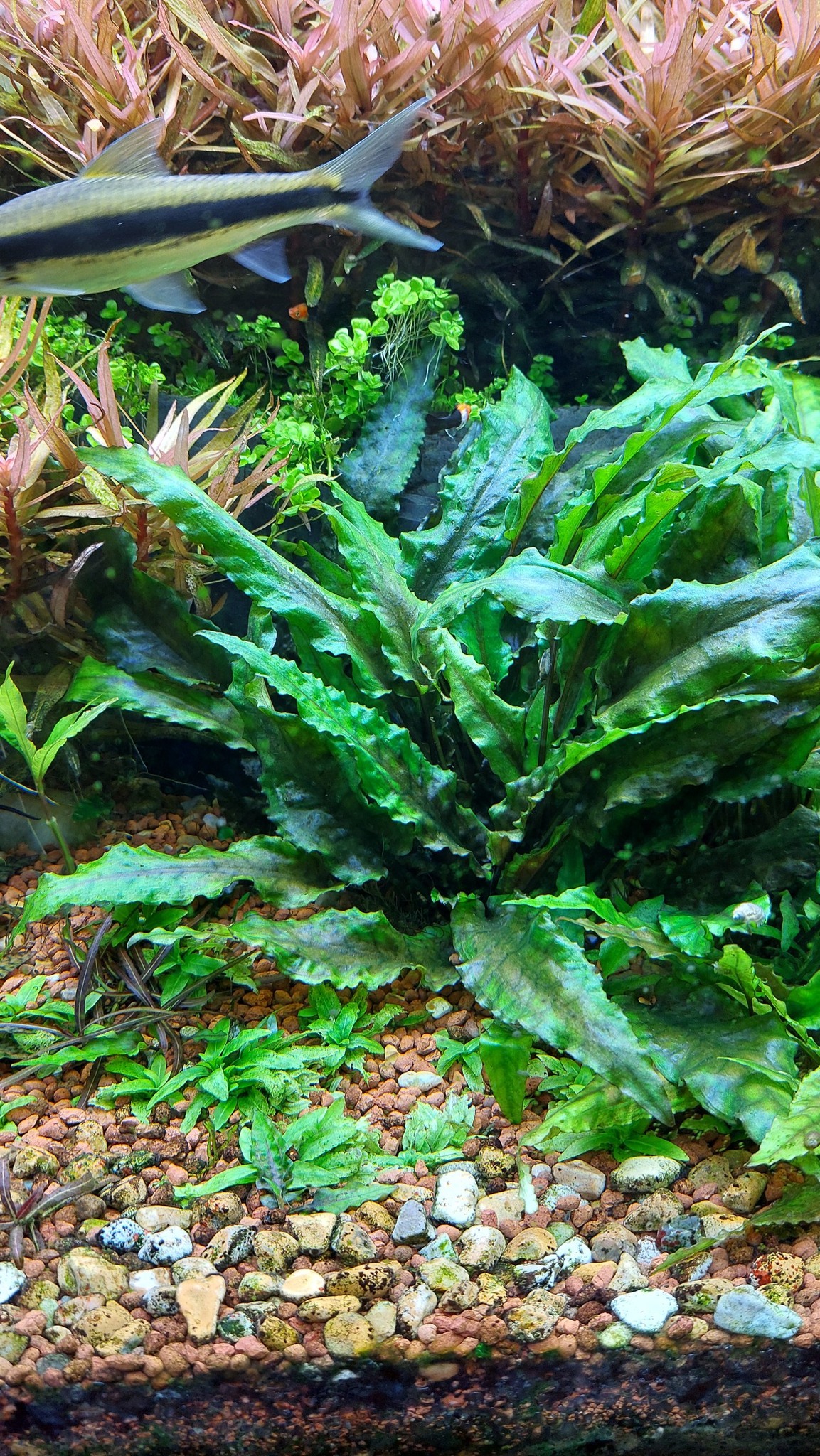 Cryptocoryne Striolata Tiger Putusibau Full submersed #AquaLush