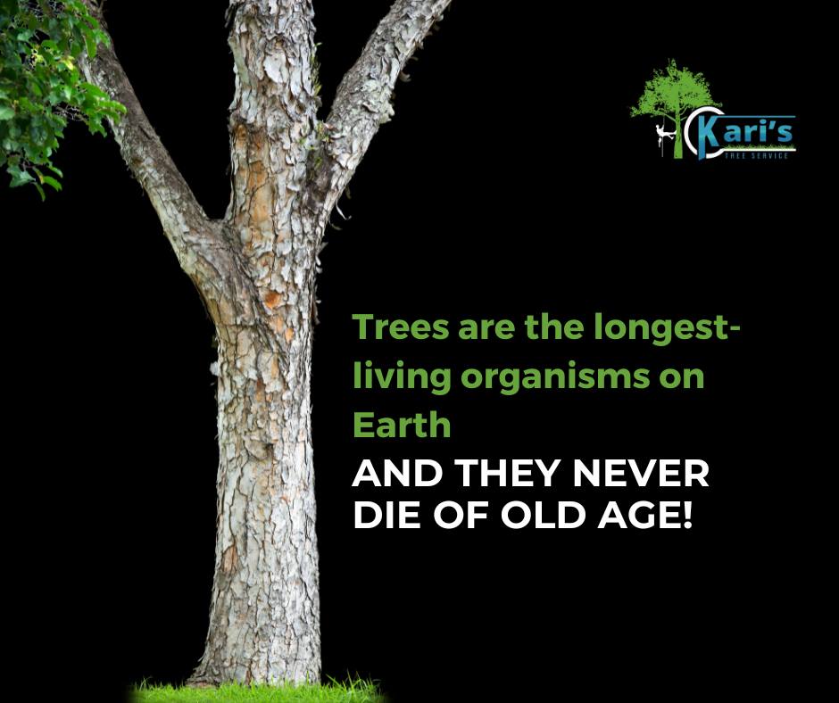 Kari's Tree Service | Lake City FL