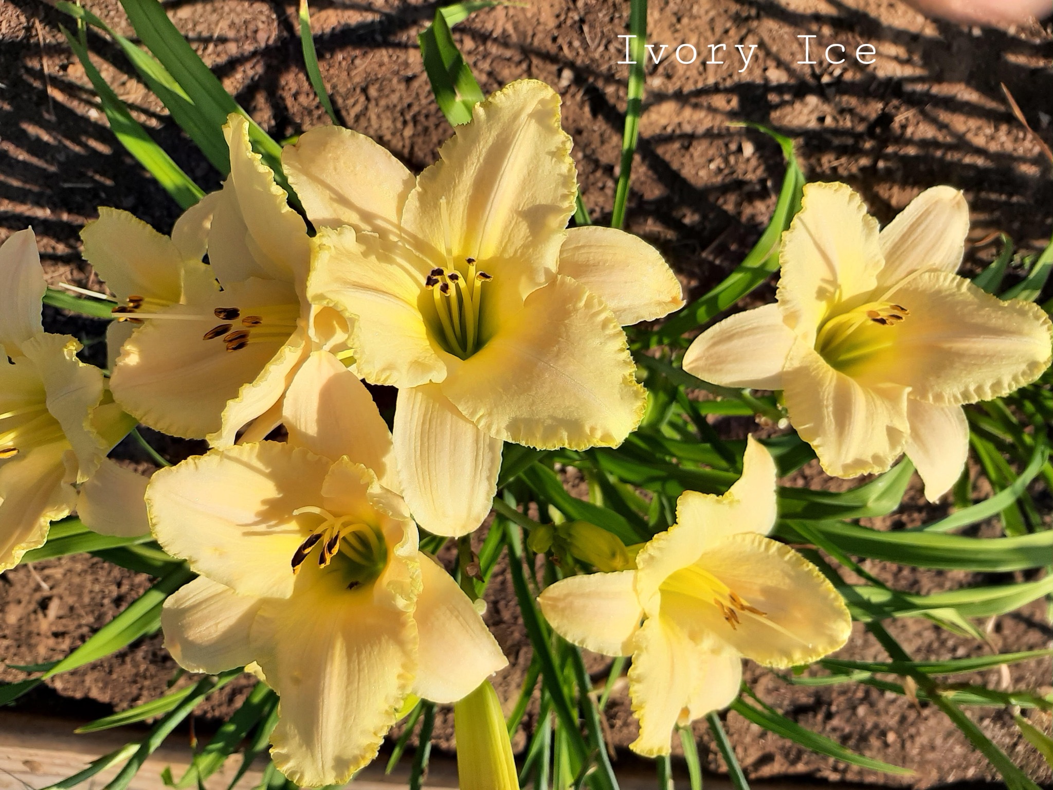 Kentucky Petals Daylilies | Russellville KY