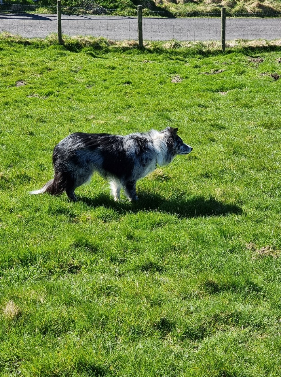 The Soay and Boreray Sheep Society | Please find below the results and ...