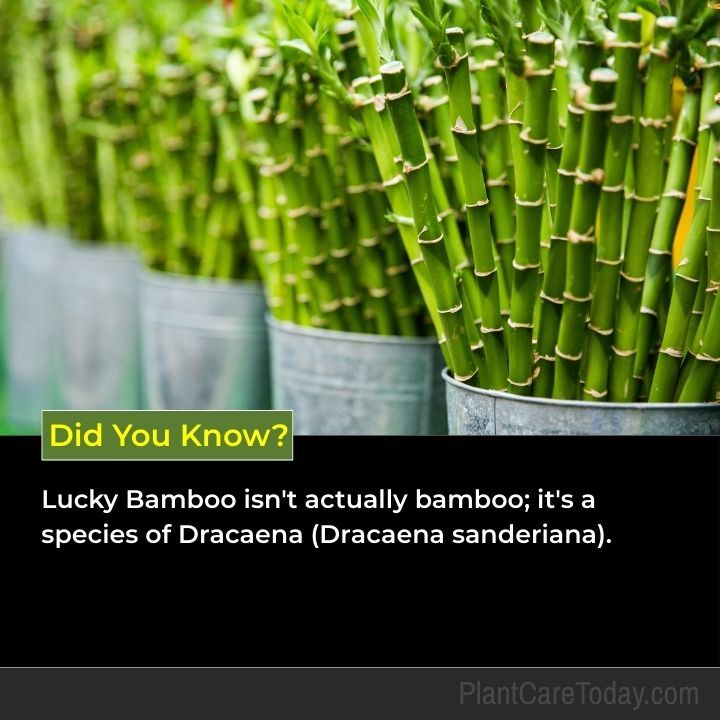 Plant - Your lucky bamboo turning yellow? It's not bad luck - it's ...