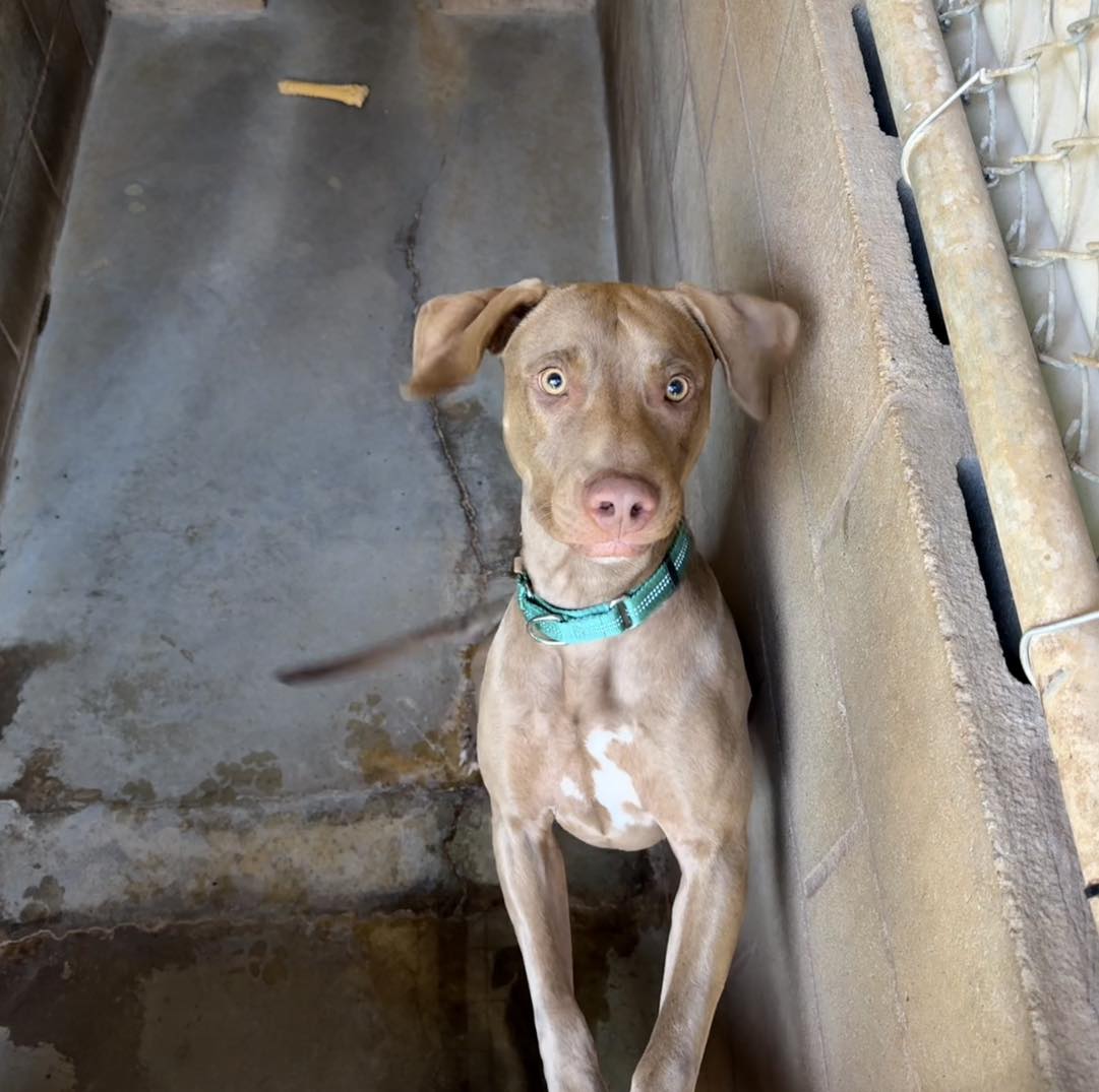 Humane - 🚨 BROUGHT BACK 🚨 Bruno is back at the shelter. He is available ...