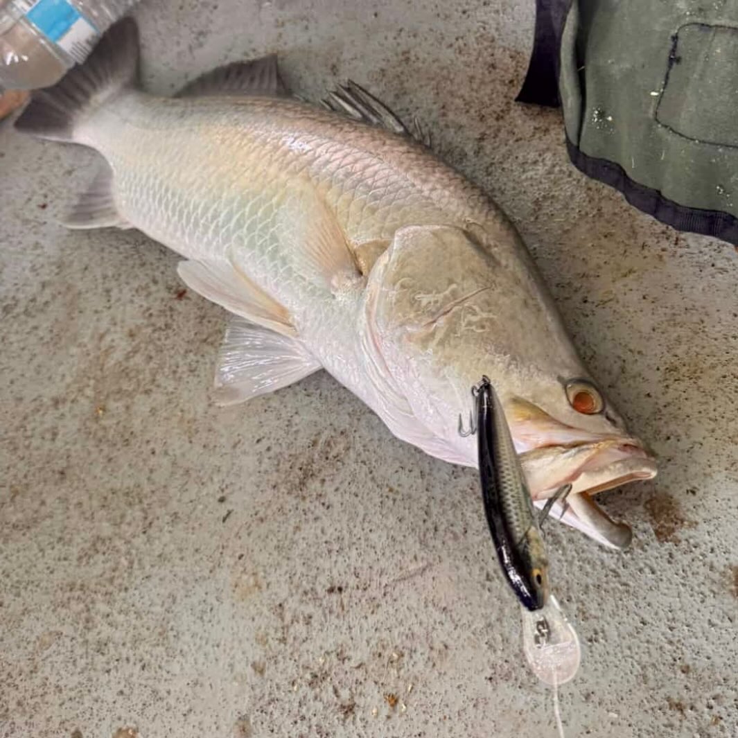 Raptor Lures NT - Raptor Lures NT added a new photo.
