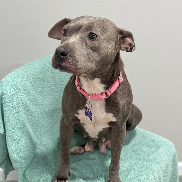 💟Meet Poquita💟 This darling,... - Sandy Paws Rescue Inc. | Facebook