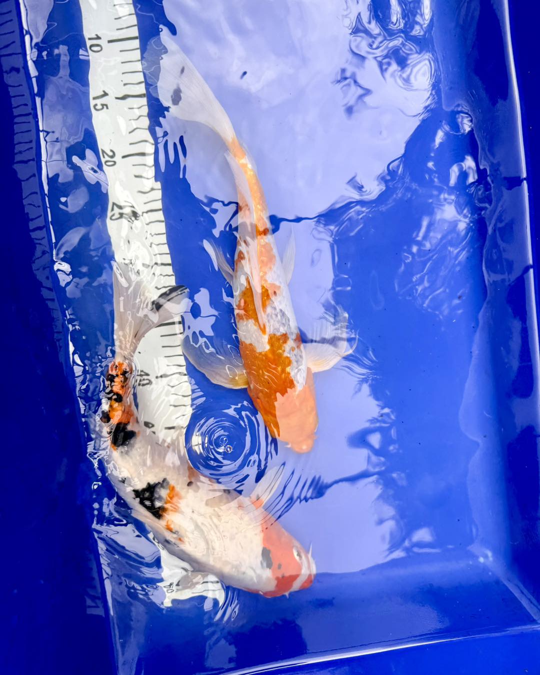 Koi Fish - minden ami hal | Érd