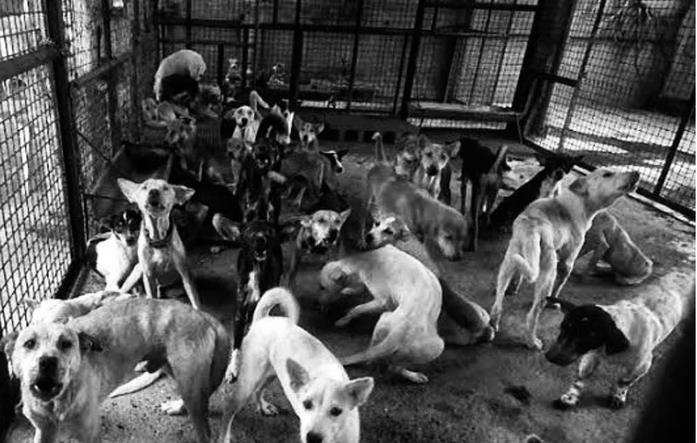 Don - Dapat abolish na ang mga Dog Pound!! hindi ko nilalahat pero ...