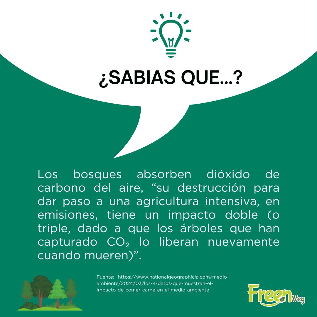Freen - 🌳 Pulmones del planeta 🌍 Los bosques absorben dióxido de ...