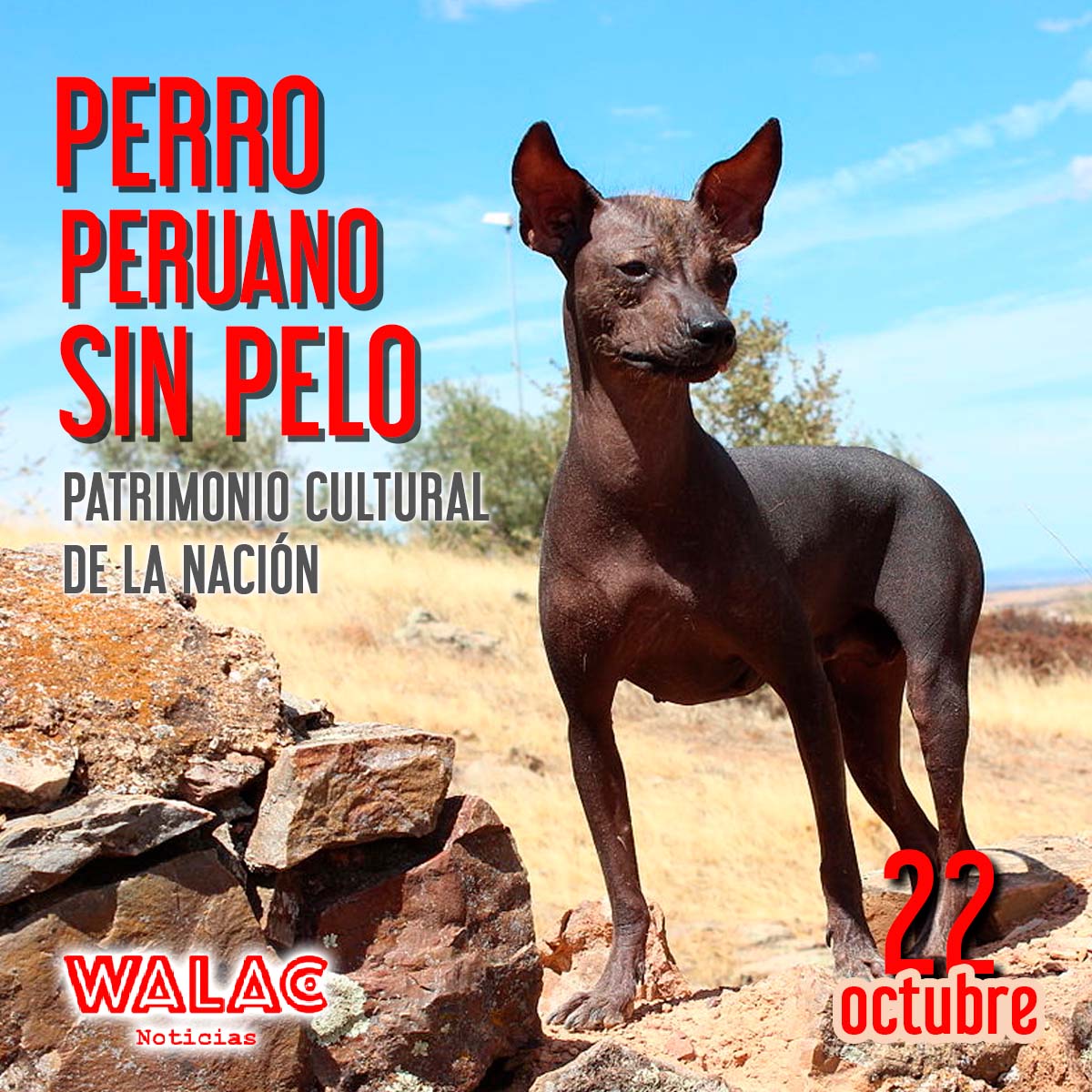 Walac - [PERRO PERUANO SIN PELO DECLARADO PATRIMONIO CULTURAL DE LA ...