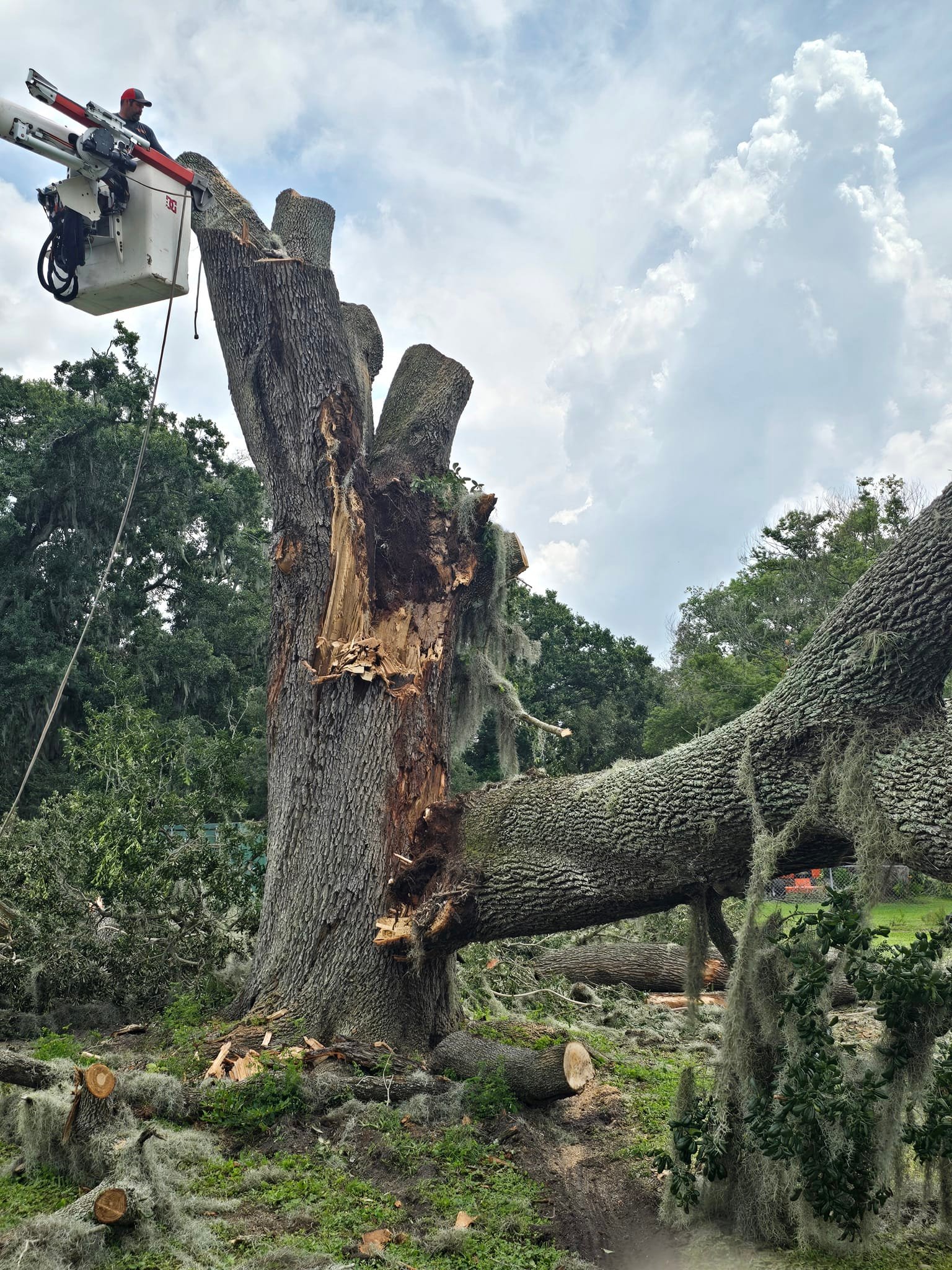 Wade’s tree service | Plant City FL